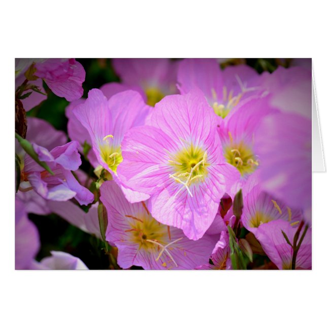 Abends-Primel (Vorderseite (Horizontal))