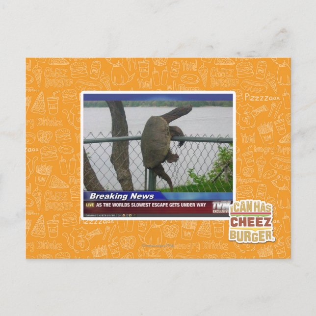 Abenteuerschildkröte Postkarte (Vorderseite)