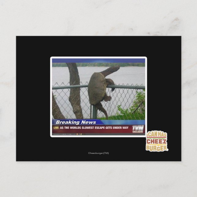 Abenteuerschildkröte Postkarte (Vorderseite)