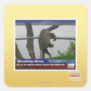 Abenteuerschildkröte Quadratischer Aufkleber