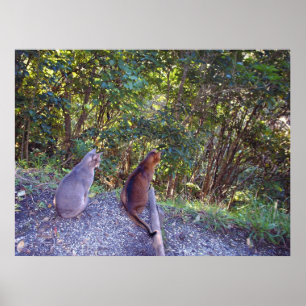 Abessinierkatzen auf dem Gehweg Poster