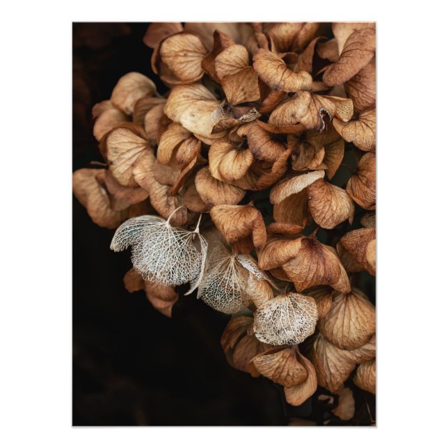 Abgeblendetes Hydrangea Fotodruck (Vorne)