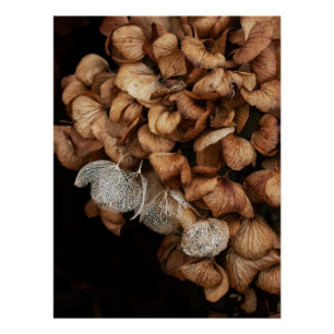 Abgeblendetes Hydrangea Poster