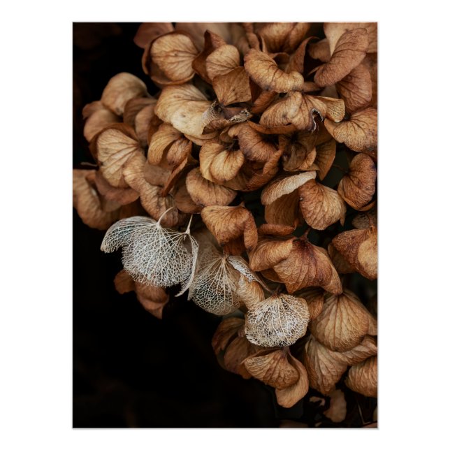 Abgeblendetes Hydrangea Poster (Vorderseite)