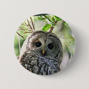 Abgehaltene Eulen-Anstarren Button