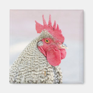 Abgehaltenes Plymouth Rock-Huhn Magnet