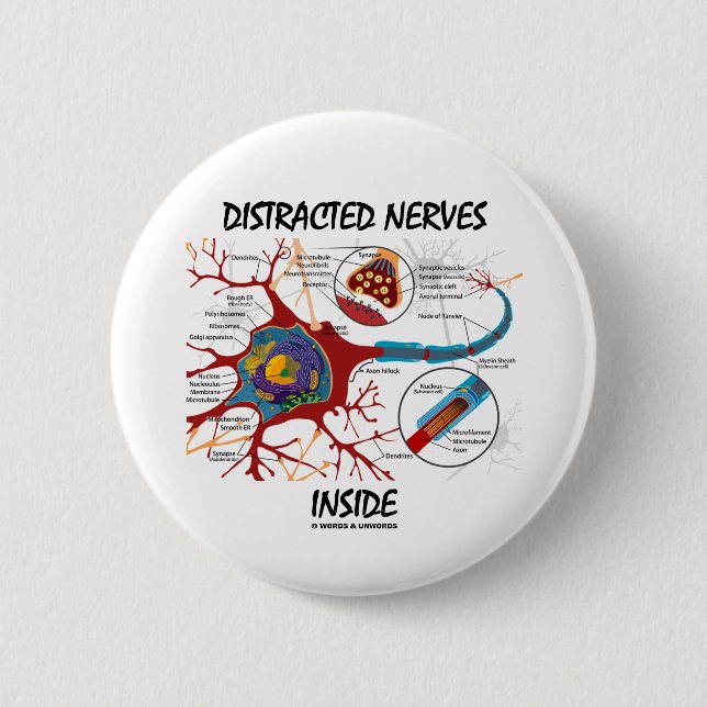 Abgelenktes Nerven-Innere (Synapse) Button (Vorderseite)