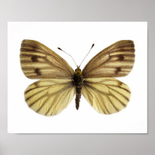 Abgeschieden von grünem Schmetterling Poster