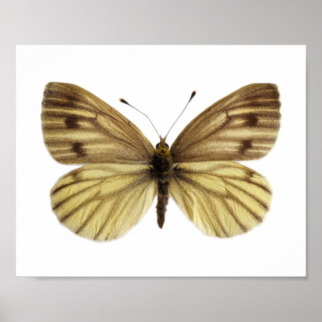 Abgeschieden von grünem Schmetterling Poster (Vorne)