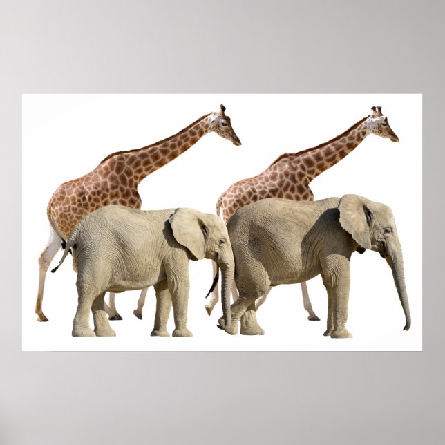 Abgeschiedene Giraffen und Elefanten Poster (Vorne)