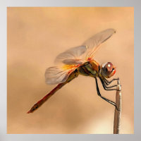 Abgeschiedene Libelle gegen Ecru