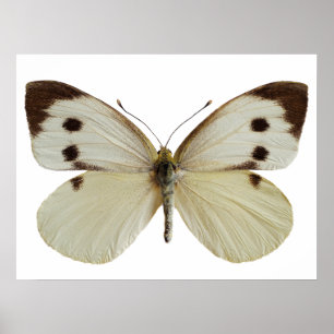 Abgeschiedene Weiße Schmetterling Poster