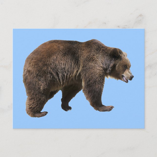 Abgeschiedener Braunbär Postkarte (Vorderseite)