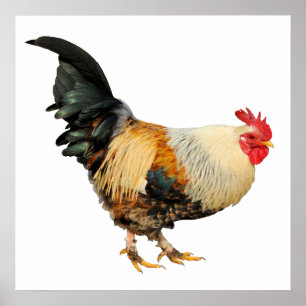 Abgeschiedener Hahn Poster