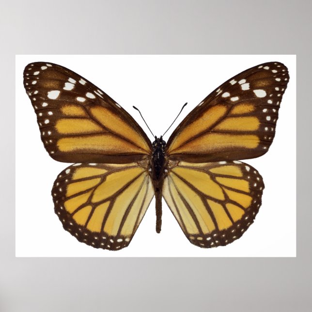 Abgeschiedener Monarchschmetterling PNG Poster (Vorne)