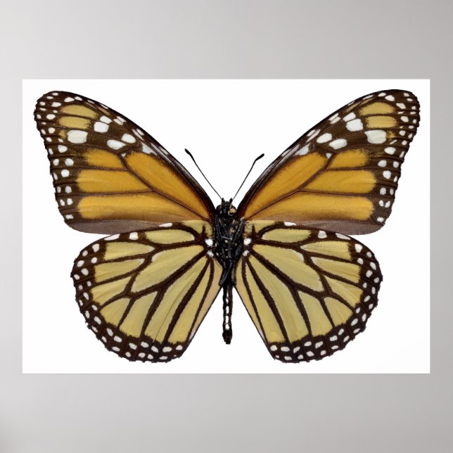 Abgeschiedener Monarchschmetterling PNG Poster (Vorne)