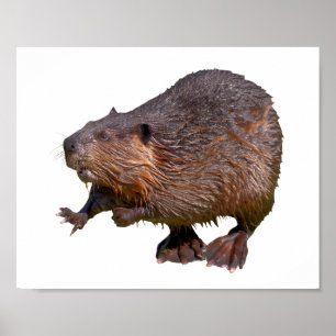 Abgeschiedener nordamerikanischer Beaver-Postkarte Poster