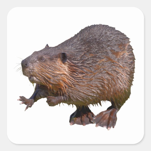 Abgeschiedener nordamerikanischer Beaver-Postkarte Quadratischer Aufkleber (Vorderseite)