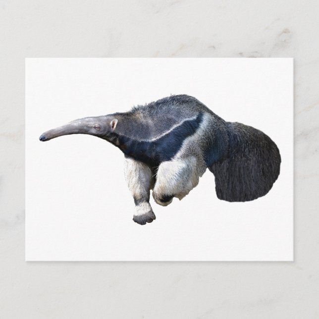 Abgeschiedener Riese Anteater Postkarte (Vorderseite)