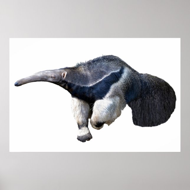 Abgeschiedener Riese Anteater Wandern Postcard T - Poster (Vorne)