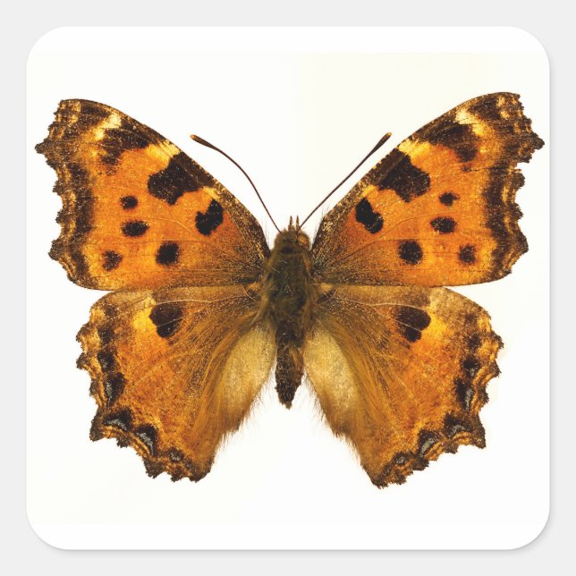 Abgeschiedener Schwarzbein-Tortoiseshel-Schmetterl Quadratischer Aufkleber (Vorderseite)