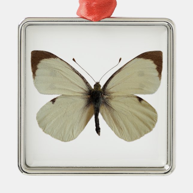 Abgeschiedener Weiße Schmetterling Ornament Aus Metall (Vorne)