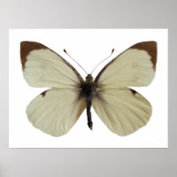 Abgeschiedener Weiße Schmetterling