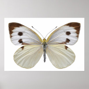 Abgeschiedener Weißer Schmetterling PNG Poster
