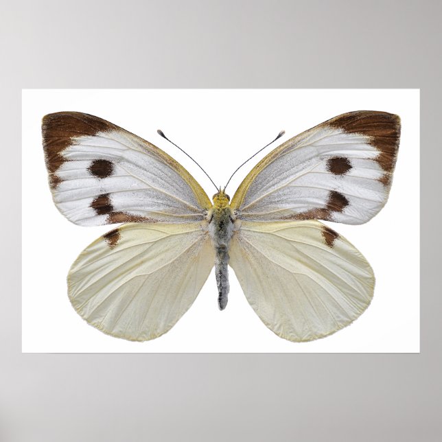 Abgeschiedener Weißer Schmetterling PNG Poster (Vorne)