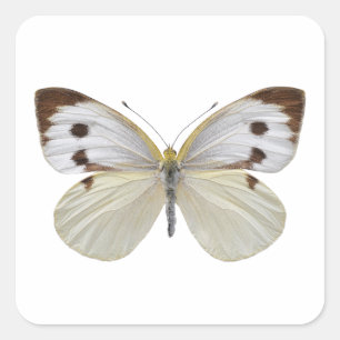 Abgeschiedener Weißer Schmetterling PNG Quadratischer Aufkleber