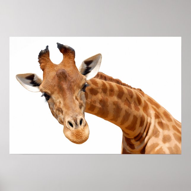 Abgeschiedenes Portrait von Giraffe PNG Poster (Vorne)