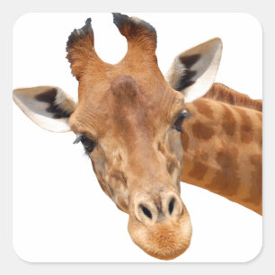 Abgeschiedenes Portrait von Giraffe PNG Quadratischer Aufkleber