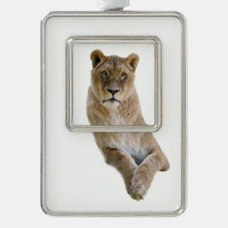 Abgeschiedenes Porträt von lioness Postcard Klassi Rahmen-Ornament Silber
