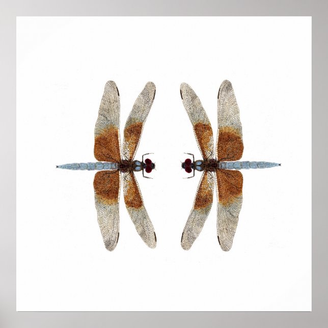Abgezogene 2-Witwen-Skimmer-Libellen Poster (Vorne)