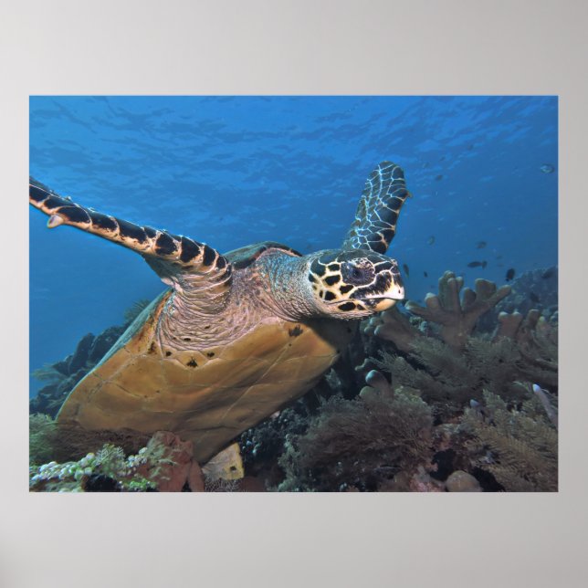 Abheben der Schildkröte Poster (Vorne)