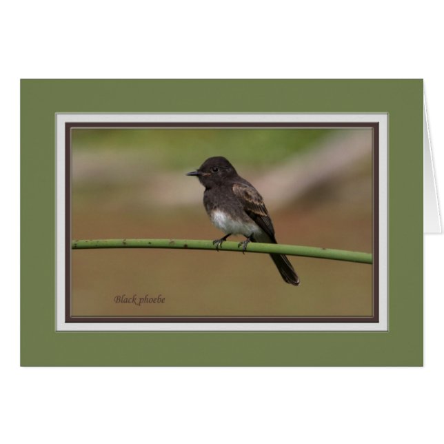 Ablackphoebe0080 (Vorderseite (Horizontal))