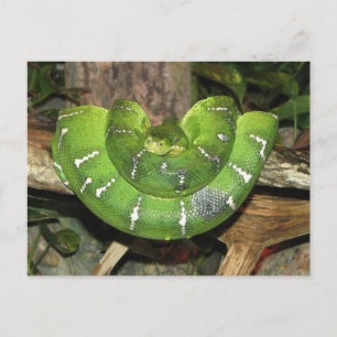 About Emerald Tree Boa Postcard Postkarte