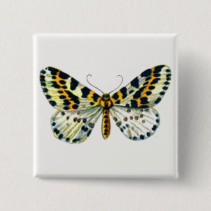 Abraxas grossulariata The Magpie Moth Color Image Button