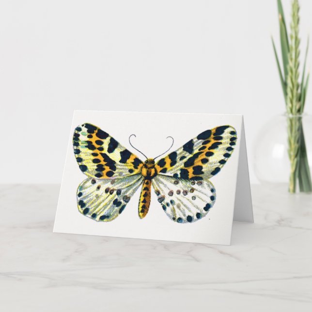 Abraxas grossulariata The Magpie Moth Color Image Karte (Vorderseite)