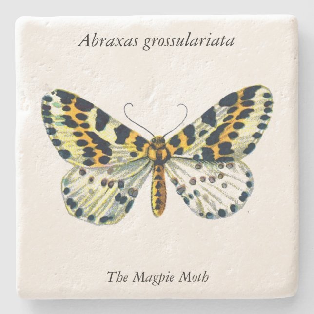 Abraxas grossulariata The Magpie Moth Color Image Steinuntersetzer (Vorderseite)