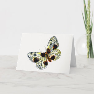 Abraxas sylvata - The Clouded Magpie Moth Karte