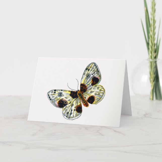 Abraxas sylvata - The Clouded Magpie Moth Karte (Vorderseite)