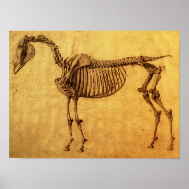 Abschluss der Studie für die erste Skeletttabelle Poster (Vorne)