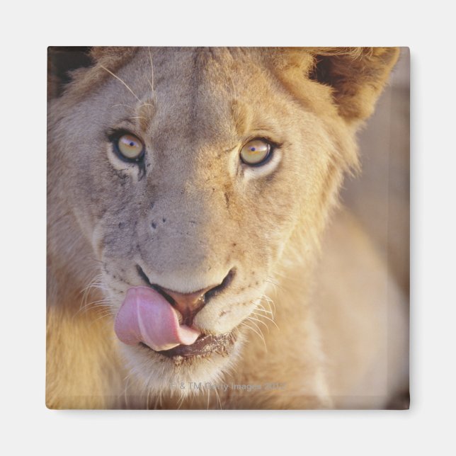 Abschlussporträt eines jungen männlichen Löwen Magnet (Vorne)