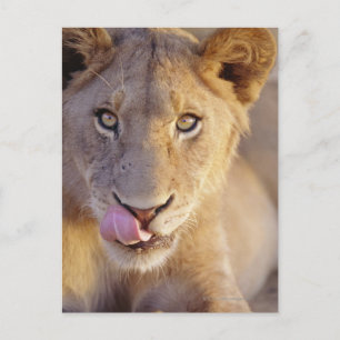 Abschlussporträt eines jungen männlichen Löwen Postkarte