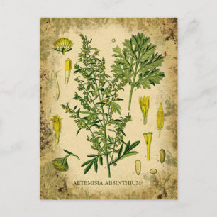 Absinth Botanischer Collage Postkarte