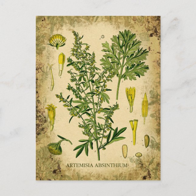 Absinth Botanischer Collage Postkarte (Vorderseite)