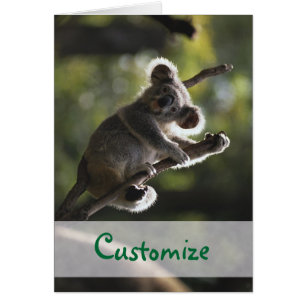 Absolut entzückender Koala-Bär