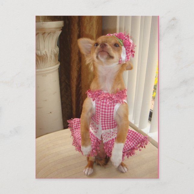 absolut niedliche Chihuahuapostkarte Postkarte (Vorderseite)