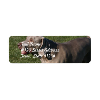 Abspielbares Weimaraner-Hundeschrift